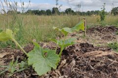 Une des courge qui pousse dans une haie