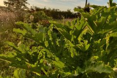 Une courgette sous le coucher de soleil