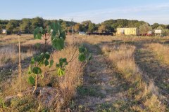 Le Paulownia tomentosa avec vue sur la roulotte/parking