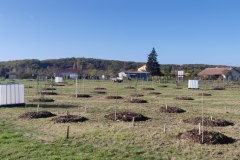 Les arbres avec leur paillage requinqué