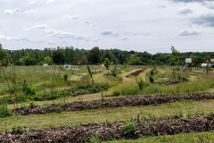 Les haies maraîchères entre les arbres