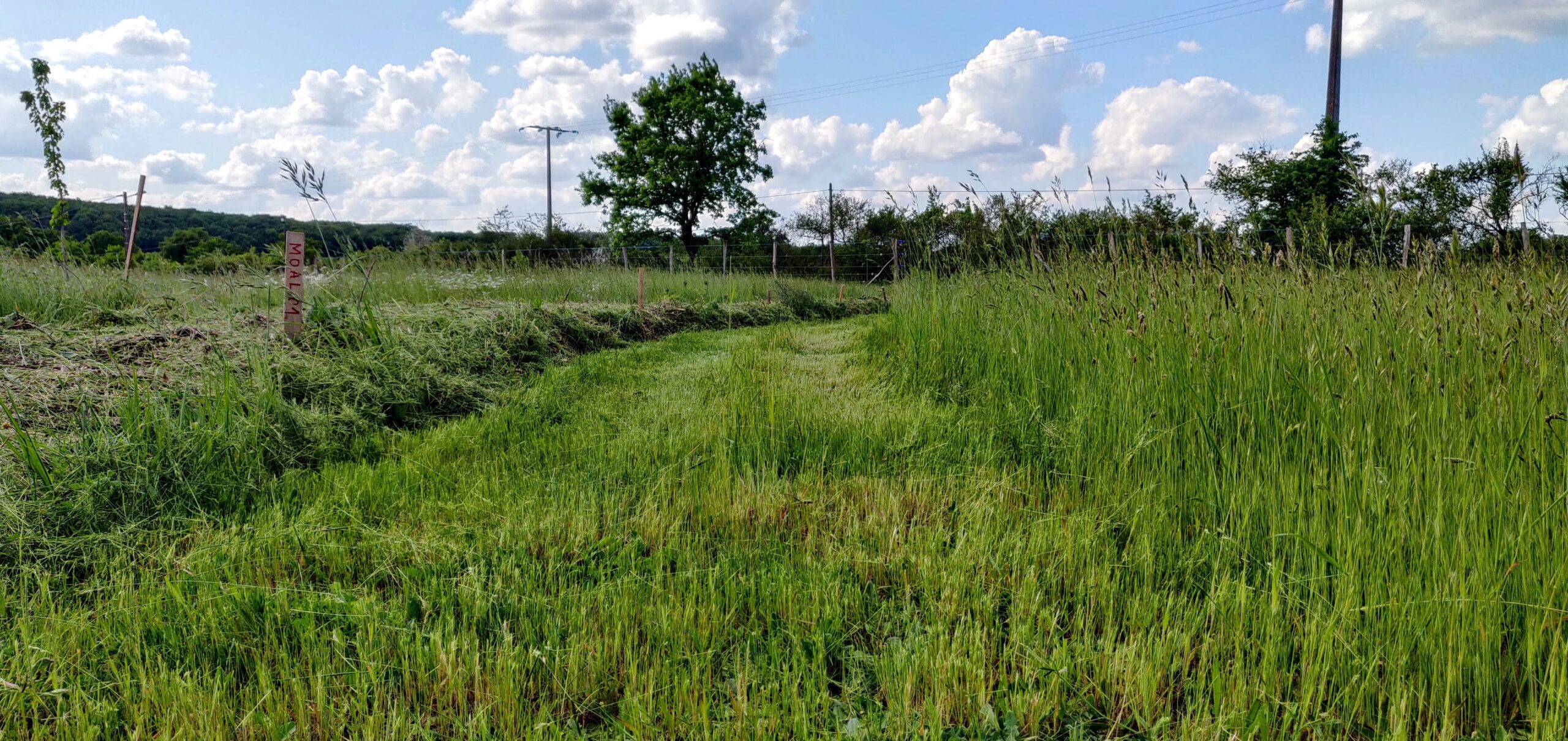 Tonte du jardin prêt d'une future haie