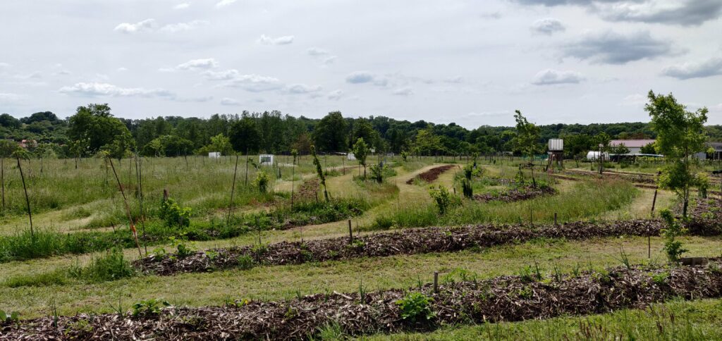 Vue sur les haies maraîchères entre les arbres plantées